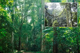 Kỳ bí lời nguyền ở khu rừng trên cao nguyên