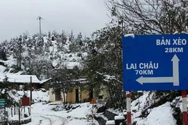 700 ha rau bị hư hỏng và 50 con trâu bị chết rét tại Lào Cai