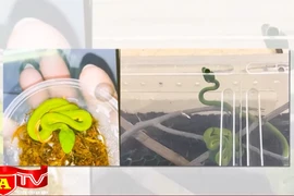 Rủi ro khi nuôi động vật nguy hiểm làm thú cưng