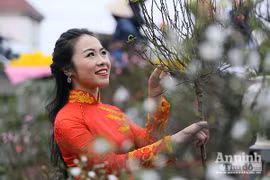 Chợ hoa Hàng Lược vào xuân