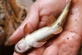 Kỳ lạ loài cá đắng, được ví như "cá sâm" trên đỉnh Nhìu Cồ San