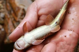 Kỳ lạ loài cá đắng, được ví như "cá sâm" trên đỉnh Nhìu Cồ San