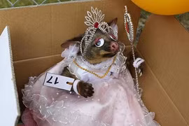 Cuộc thi kỳ lạ với người mẫu là những động vật đã... chết