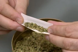 Hút cần sa làm tăng nguy cơ ung thư tinh hoàn