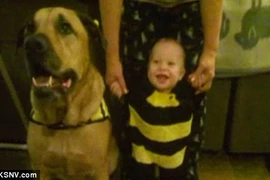 Bé trai bị chó cắn chết vào đúng ngày sinh nhật 1 tuổi