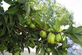Bị vợ “cắm sừng”, chán đời bỏ lên cây sống