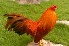 Gà cứu gia chủ thoát khỏi hỏa hoạn