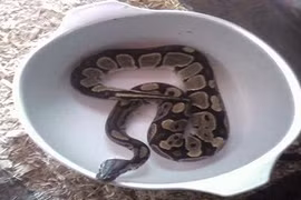 Rợn người cảnh trăn tấn công bé trai 1 tuổi