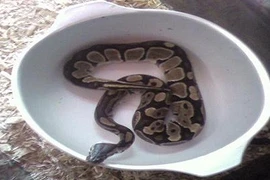 Rợn người cảnh trăn tấn công bé trai 1 tuổi