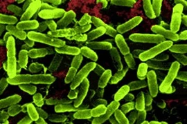 Chất vi sinh giúp phòng ngừa tiêu chảy ở người dùng kháng sinh