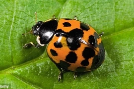 Bọ rùa làm tổ trong tai 3 năm mà không phát hiện ra