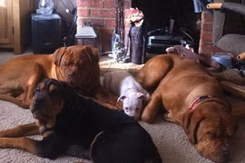 Kinh hãi bà lão 71 tuổi bị đàn chó tấn công đến chết