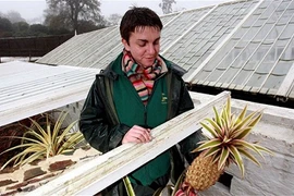 Dứa trồng trên phân và nước tiểu ngựa giá 1.200 bảng