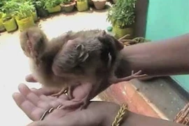 Kỳ lạ chú gà bốn chân ở Ấn Độ