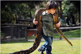 Rợn người bé 2 tuổi vác chú trăn nặng 10 kg