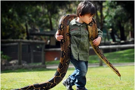 Rợn người bé 2 tuổi vác chú trăn nặng 10 kg