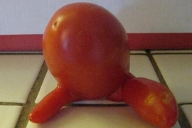 Thời tiết xấu đã khiến rau củ biến hình thú vị