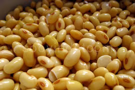 Đậu nành chứa chất chống ung thư quan trọng