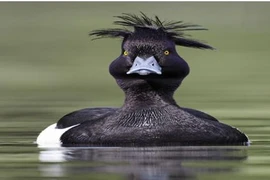 Kì quặc: Quan hệ tình dục với...vịt