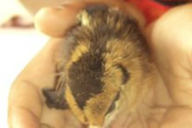 Thay vì đẻ trứng, gà mái lại… đẻ ra con