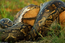 “Dựng tóc gáy” xem con trăn nuốt chửng con linh dương