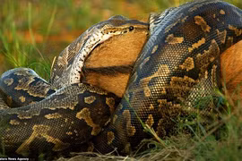 “Dựng tóc gáy” xem con trăn nuốt chửng con linh dương