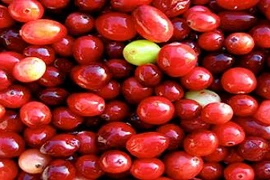 8 lợi ích kỳ diệu của quả nam việt quất