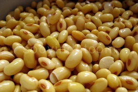 Đậu nành chứa chất chống ung thư quan trọng