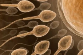 Chất lượng “tinh binh” phản ánh chế độ ăn