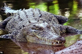 Xót xa bé trai 12 tuổi bị cá sấu ngoạm khi đang bơi