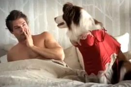 Bị vợ từ chối, liền lên giường với…chó