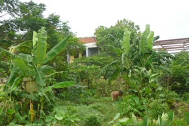 Những loại đất liền kề nào được chuyển thành đất ở 