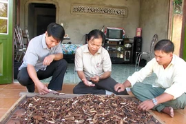 Bát nháo tình trạng buôn bán nấm lim xanh 