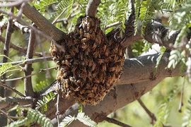 800.000 con “ong sát thủ” giết chết một người làm vườn ở Mỹ