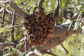 800.000 con “ong sát thủ” giết chết một người làm vườn ở Mỹ