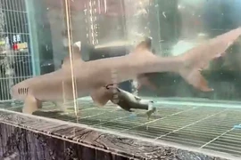 Thực khách sửng sốt trước cảnh cá mập đẻ 3 cá con trong bể kính nhà hàng 