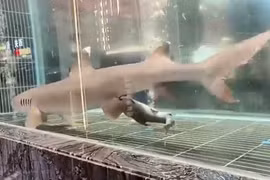 Thực khách sửng sốt trước cảnh cá mập đẻ 3 cá con trong bể kính nhà hàng 