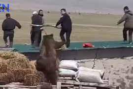 Gấu nâu hung dữ rượt đuổi cảnh sát