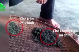 Rùng mình công nghệ trộn mì chính tạo độ ngọt cho chè búp Thái Nguyên