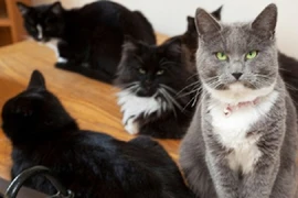 Lý giải sự đen đủi mà loài mèo mang lại