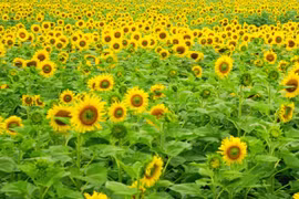 Cánh đồng hoa hướng dương và những vườn cam bạc tỷ