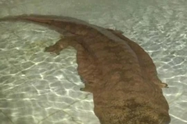 Phát hiện kỳ nhông 200 tuổi