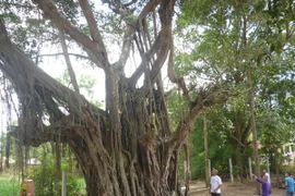 Kỳ lạ những “cụ cây thần” hàng trăm năm tuổi 