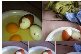 Không thể có chuyện trứng gà bị tiêm máu nhiễm HIV