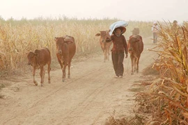  Hy hữu vụ trộm bò giữa lòng Thủ đô