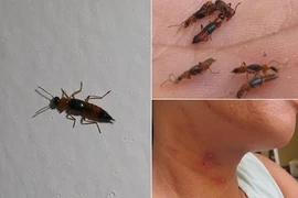 Kiến ba khoang lại xuất hiện nhiều tại Hà Nội