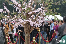 Lễ hội Hoa Anh Đào 2015: Hoa giả nhưng vẫn tấp nập