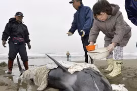 Nhật Bản bất lực khi cố cứu hơn 130 con cá voi mắc cạn