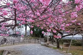 Mãn nhãn ngắm hoa anh đào nở rực rỡ trên đất nước Nhật Bản 