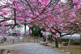 Mãn nhãn ngắm hoa anh đào nở rực rỡ trên đất nước Nhật Bản 